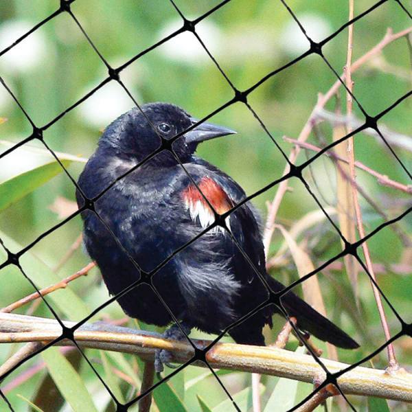 Bird-X 200 Ft. X 14 Ft. Standard Bird Netting